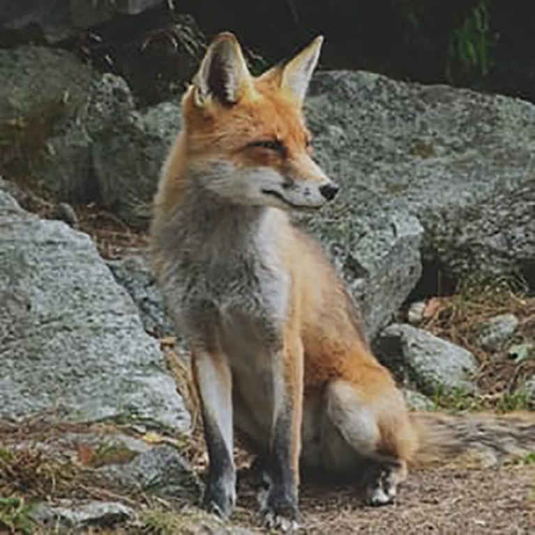 FOXY COLLECTION